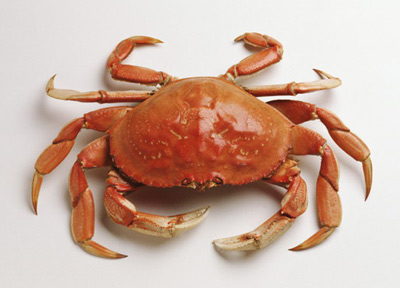 饮食营养：中秋时节安全享受螃蟹宴